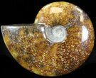 Cleoniceras Ammonite Fossil - Madagascar #44461-1